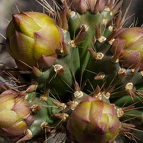 A cactus in fruit, from the seller's own marketing image set
